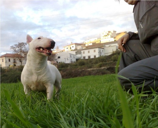 www.bullterrierminiatura-costacabana.com